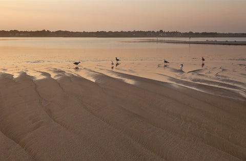 Beach Gulls, by Michael Williams