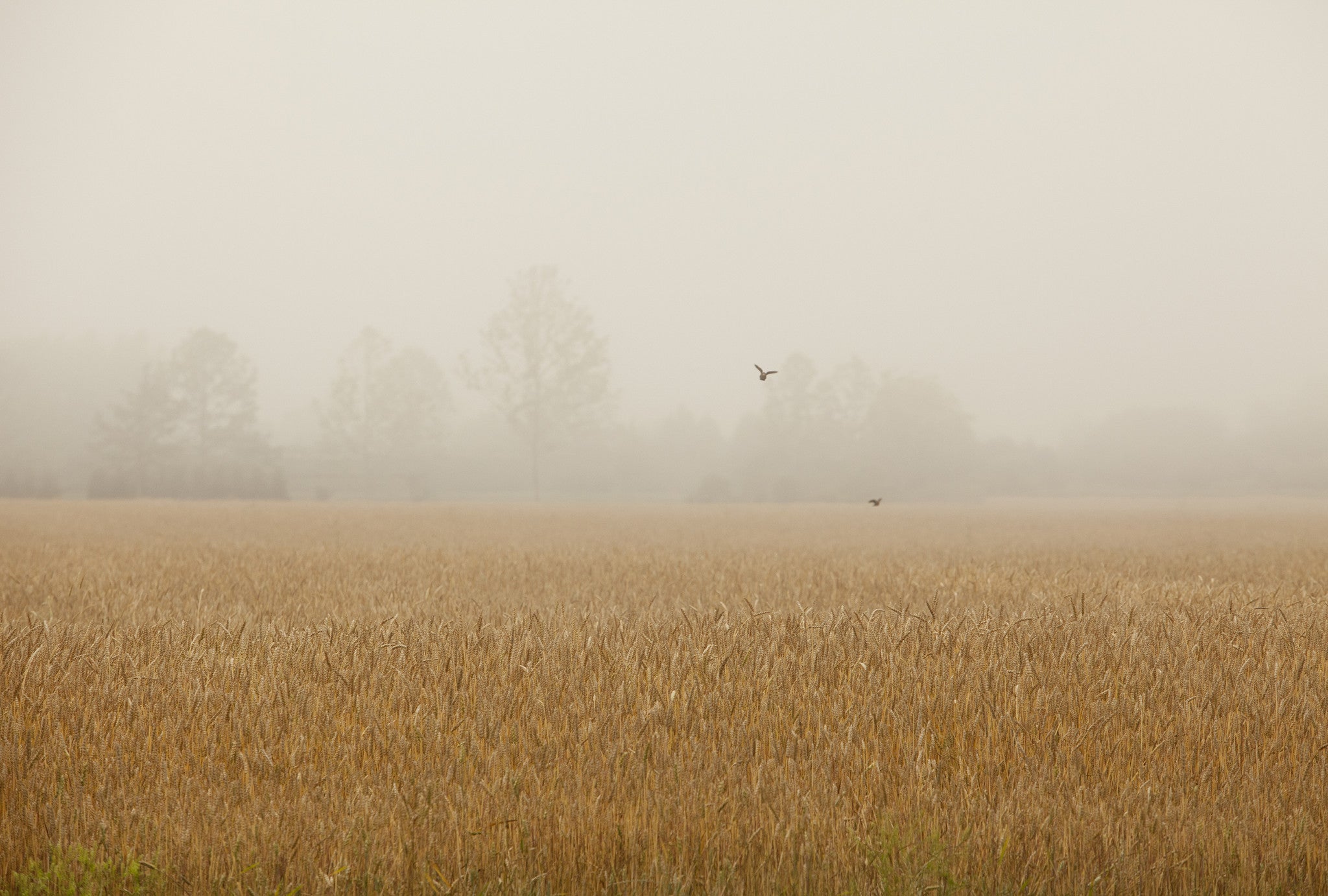 Foggy Fields, by Michael Williams